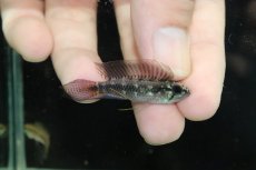 画像1: 【淡水魚】【通販】アピストグラマ ロートカイル イサナ産 ワイルド【１ペア 個体販売】(アピストグラマ)(生体)(熱帯魚)NKAP (1)