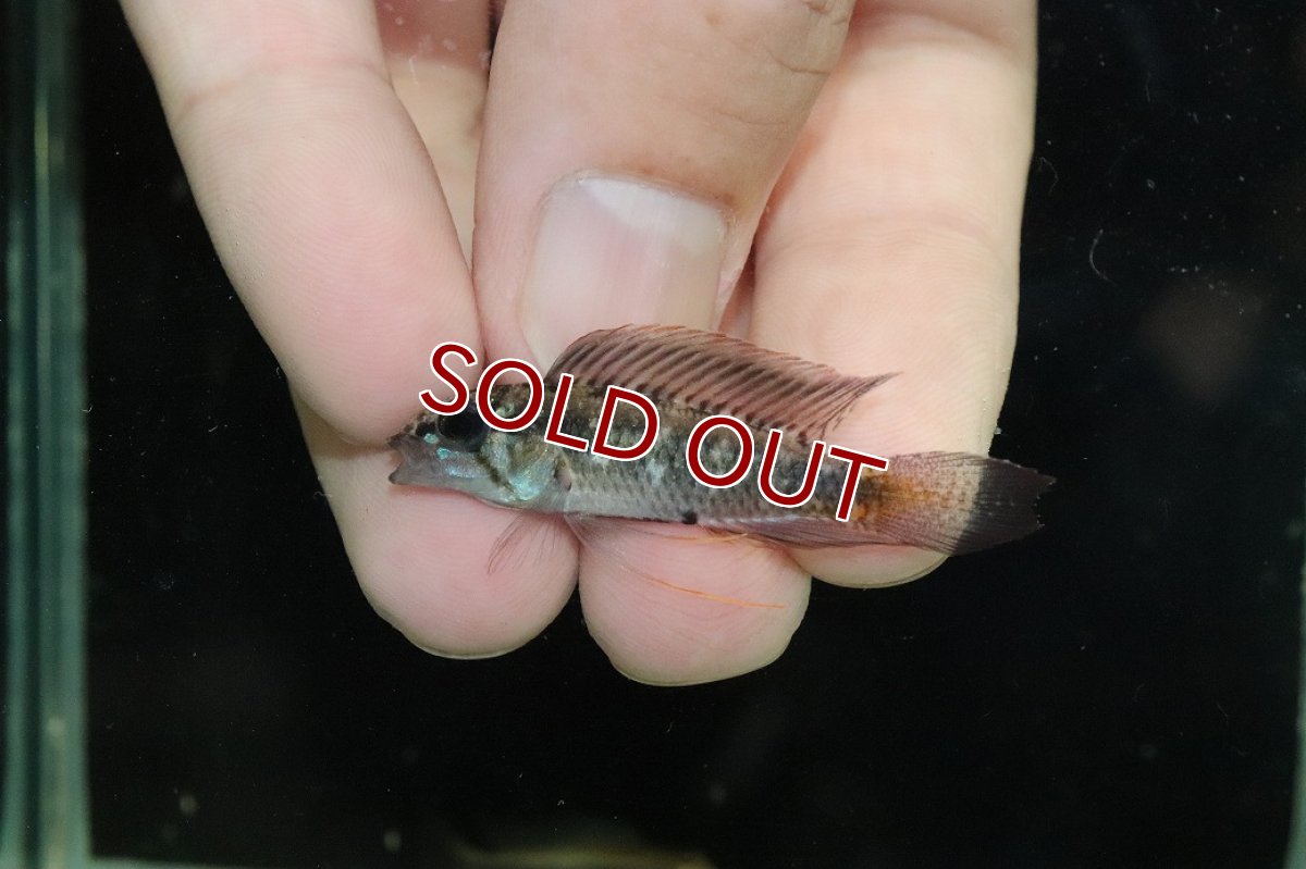 画像2: 【淡水魚】【通販】アピストグラマ ロートカイル イサナ産 ワイルド【１ペア 個体販売】(アピストグラマ)(生体)(熱帯魚)NKAP (2)