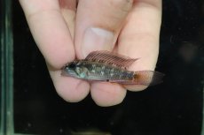 画像2: 【淡水魚】【通販】アピストグラマ ロートカイル イサナ産 ワイルド【１ペア 個体販売】(アピストグラマ)(生体)(熱帯魚)NKAP (2)