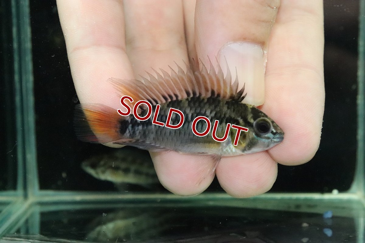 画像1: 【淡水魚】【通販】No1 アピストグラマ ホイグネイ ワイルド【１ペア 個体販売】(アピストグラマ)(生体)(熱帯魚)NKAP (1)