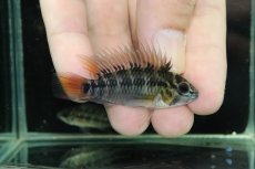 画像1: 【淡水魚】【通販】No1 アピストグラマ ホイグネイ ワイルド【１ペア 個体販売】(アピストグラマ)(生体)(熱帯魚)NKAP (1)