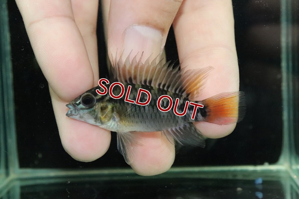 画像2: 【淡水魚】【通販】No1 アピストグラマ ホイグネイ ワイルド【１ペア 個体販売】(アピストグラマ)(生体)(熱帯魚)NKAP (2)