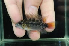 画像2: 【淡水魚】【通販】No1 アピストグラマ ホイグネイ ワイルド【１ペア 個体販売】(アピストグラマ)(生体)(熱帯魚)NKAP (2)
