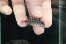 画像3: 【淡水魚】【通販】No1 アピストグラマ ホイグネイ ワイルド【１ペア 個体販売】(アピストグラマ)(生体)(熱帯魚)NKAP (3)