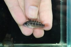 画像4: 【淡水魚】【通販】No1 アピストグラマ ホイグネイ ワイルド【１ペア 個体販売】(アピストグラマ)(生体)(熱帯魚)NKAP (4)