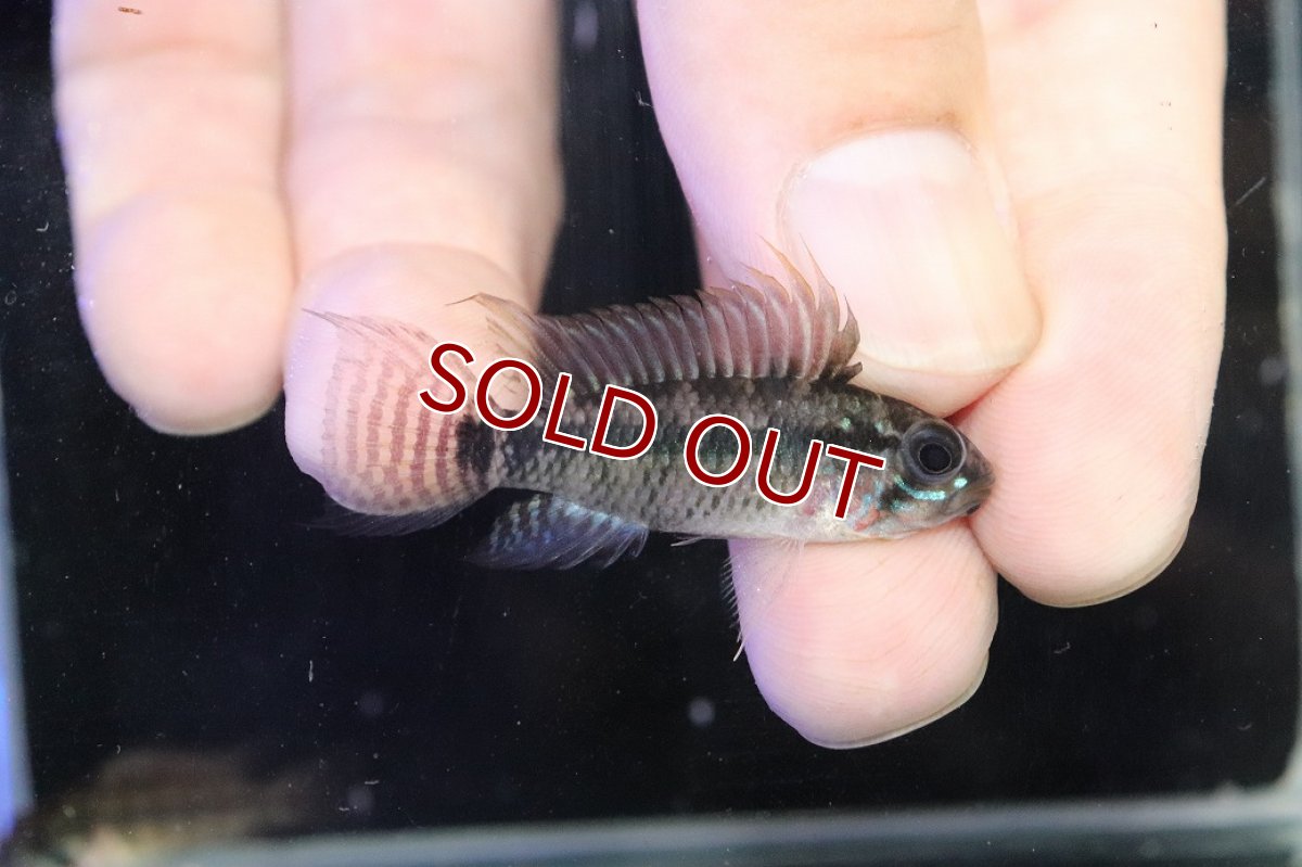 画像1: 【淡水魚】【通販】アピストグラマ ペルソナータ コロンビア産 ワイルド【１ペア 個体販売】(アピストグラマ)(生体)(熱帯魚)NKAP (1)