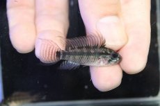画像1: 【淡水魚】【通販】アピストグラマ ペルソナータ コロンビア産 ワイルド【１ペア 個体販売】(アピストグラマ)(生体)(熱帯魚)NKAP (1)