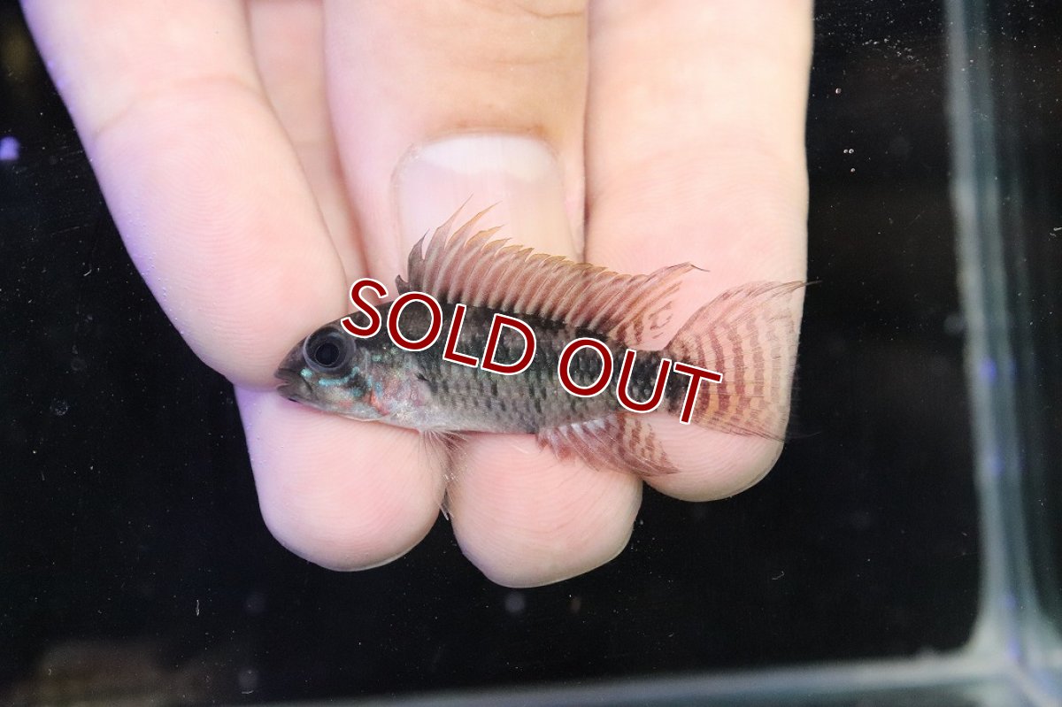 画像2: 【淡水魚】【通販】アピストグラマ ペルソナータ コロンビア産 ワイルド【１ペア 個体販売】(アピストグラマ)(生体)(熱帯魚)NKAP (2)
