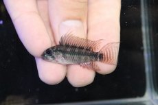 画像2: 【淡水魚】【通販】アピストグラマ ペルソナータ コロンビア産 ワイルド【１ペア 個体販売】(アピストグラマ)(生体)(熱帯魚)NKAP (2)