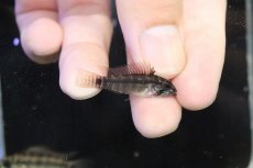 画像3: 【淡水魚】【通販】アピストグラマ ペルソナータ コロンビア産 ワイルド【１ペア 個体販売】(アピストグラマ)(生体)(熱帯魚)NKAP (3)