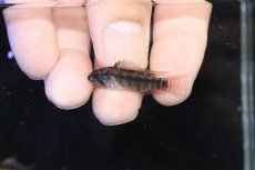 画像4: 【淡水魚】【通販】アピストグラマ ペルソナータ コロンビア産 ワイルド【１ペア 個体販売】(アピストグラマ)(生体)(熱帯魚)NKAP (4)