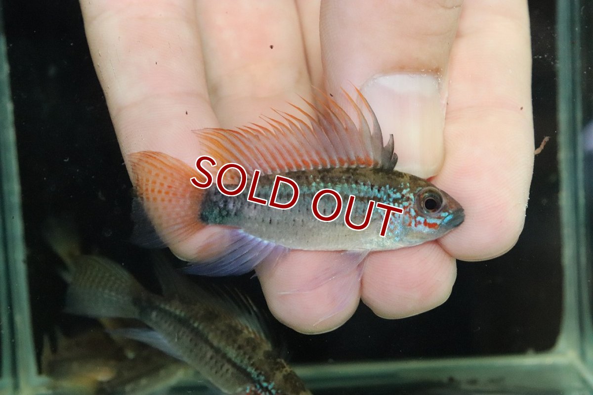 画像1: 【淡水魚】【通販】上物個体 No1 アピストグラマ ディアマンテ ワイルド【１ペア 個体販売】(アピストグラマ)(生体)(熱帯魚)NKAP (1)