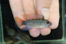 画像1: 【淡水魚】【通販】上物個体 No1 アピストグラマ ディアマンテ ワイルド【１ペア 個体販売】(アピストグラマ)(生体)(熱帯魚)NKAP (1)