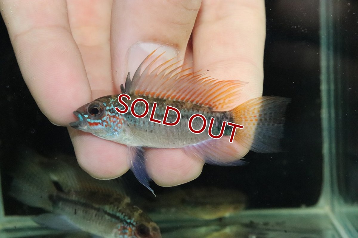 画像2: 【淡水魚】【通販】上物個体 No1 アピストグラマ ディアマンテ ワイルド【１ペア 個体販売】(アピストグラマ)(生体)(熱帯魚)NKAP (2)