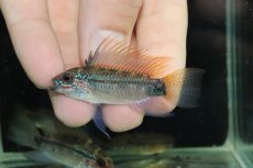 画像2: 【淡水魚】【通販】上物個体 No1 アピストグラマ ディアマンテ ワイルド【１ペア 個体販売】(アピストグラマ)(生体)(熱帯魚)NKAP (2)