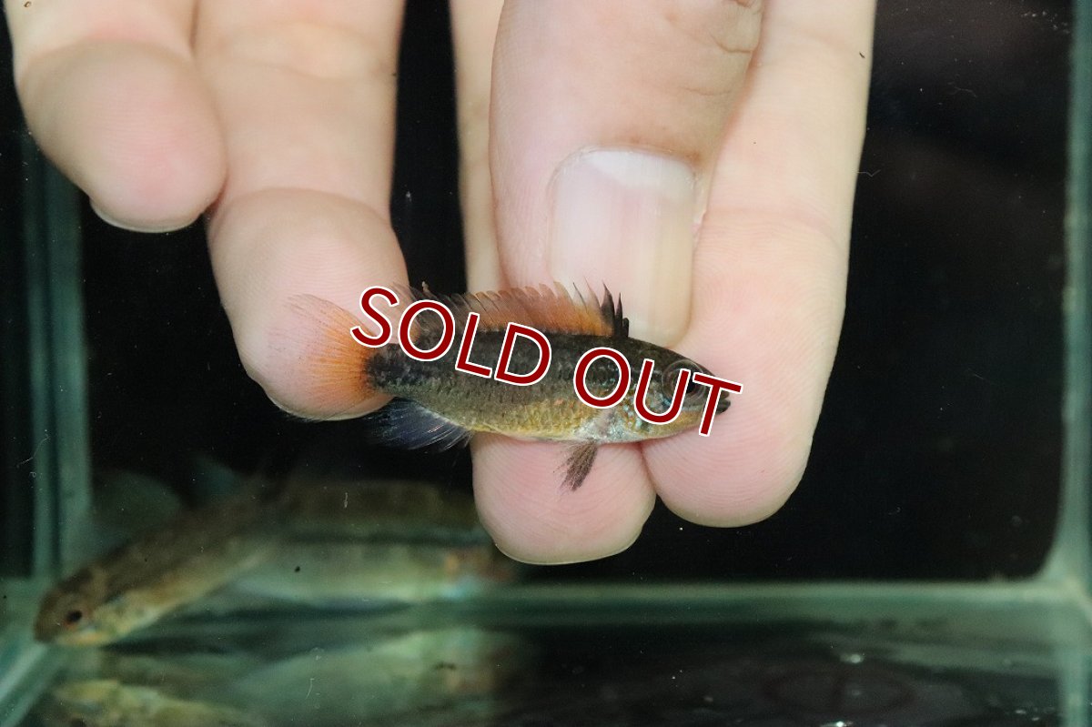 画像3: 【淡水魚】【通販】上物個体 No1 アピストグラマ ディアマンテ ワイルド【１ペア 個体販売】(アピストグラマ)(生体)(熱帯魚)NKAP (3)