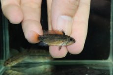 画像3: 【淡水魚】【通販】上物個体 No1 アピストグラマ ディアマンテ ワイルド【１ペア 個体販売】(アピストグラマ)(生体)(熱帯魚)NKAP (3)