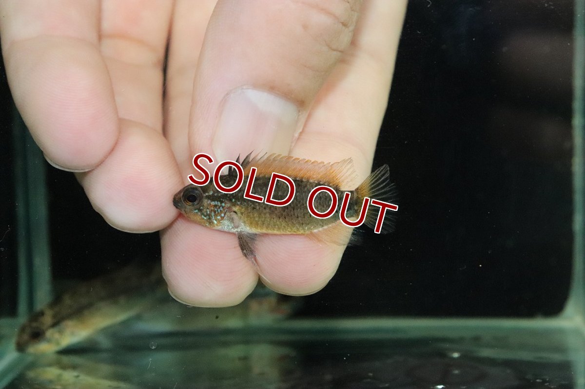 画像4: 【淡水魚】【通販】上物個体 No1 アピストグラマ ディアマンテ ワイルド【１ペア 個体販売】(アピストグラマ)(生体)(熱帯魚)NKAP (4)