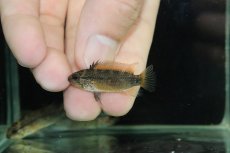 画像4: 【淡水魚】【通販】上物個体 No1 アピストグラマ ディアマンテ ワイルド【１ペア 個体販売】(アピストグラマ)(生体)(熱帯魚)NKAP (4)
