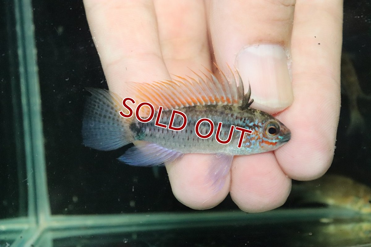 画像1: 【淡水魚】【通販】上物個体 No2 アピストグラマ ディアマンテ ワイルド【１ペア 個体販売】(アピストグラマ)(生体)(熱帯魚)NKAP (1)