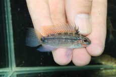 画像1: 【淡水魚】【通販】上物個体 No2 アピストグラマ ディアマンテ ワイルド【１ペア 個体販売】(アピストグラマ)(生体)(熱帯魚)NKAP (1)