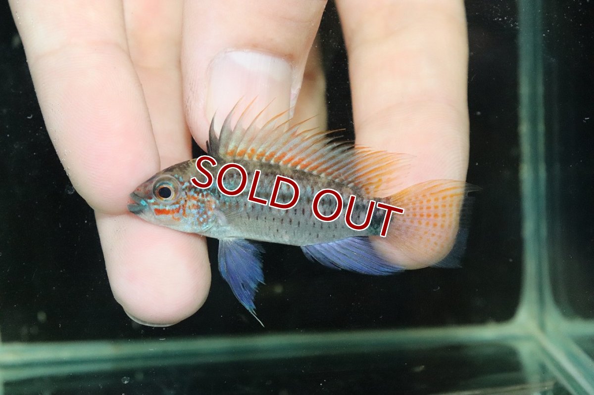 画像2: 【淡水魚】【通販】上物個体 No2 アピストグラマ ディアマンテ ワイルド【１ペア 個体販売】(アピストグラマ)(生体)(熱帯魚)NKAP (2)