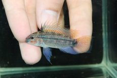 画像2: 【淡水魚】【通販】上物個体 No2 アピストグラマ ディアマンテ ワイルド【１ペア 個体販売】(アピストグラマ)(生体)(熱帯魚)NKAP (2)