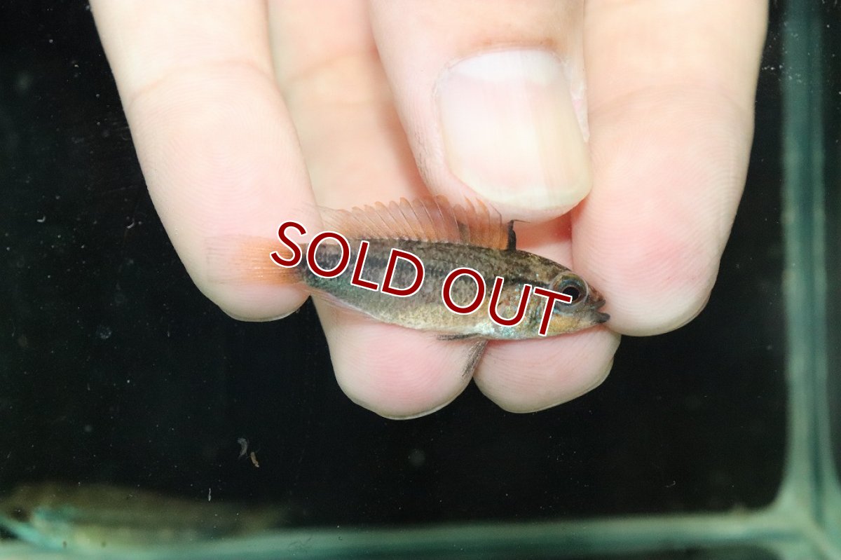 画像3: 【淡水魚】【通販】上物個体 No2 アピストグラマ ディアマンテ ワイルド【１ペア 個体販売】(アピストグラマ)(生体)(熱帯魚)NKAP (3)