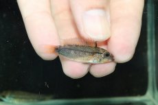 画像3: 【淡水魚】【通販】上物個体 No2 アピストグラマ ディアマンテ ワイルド【１ペア 個体販売】(アピストグラマ)(生体)(熱帯魚)NKAP (3)