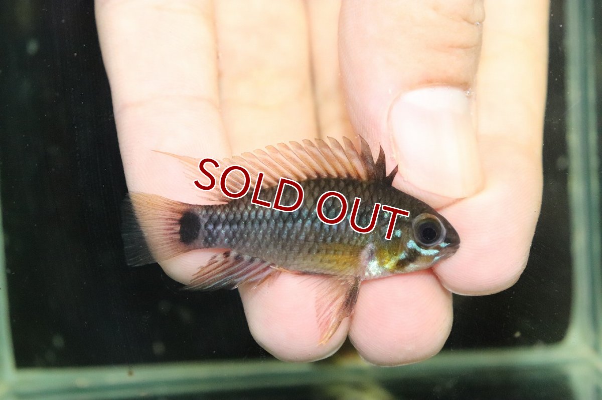 画像1: 【淡水魚】【通販】No1 アピストグラマ アクレンシス アクレ産 ワイルド【１ペア 個体販売】(アピストグラマ)(生体)(熱帯魚)NKAP (1)