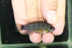 画像1: 【淡水魚】【通販】No1 アピストグラマ アクレンシス アクレ産 ワイルド【１ペア 個体販売】(アピストグラマ)(生体)(熱帯魚)NKAP (1)