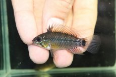 画像2: 【淡水魚】【通販】No1 アピストグラマ アクレンシス アクレ産 ワイルド【１ペア 個体販売】(アピストグラマ)(生体)(熱帯魚)NKAP (2)