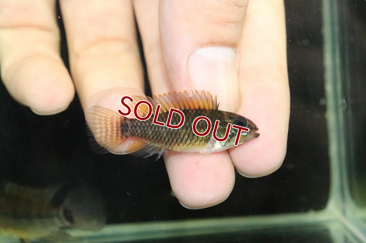 画像3: 【淡水魚】【通販】No1 アピストグラマ アクレンシス アクレ産 ワイルド【１ペア 個体販売】(アピストグラマ)(生体)(熱帯魚)NKAP (3)