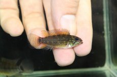 画像3: 【淡水魚】【通販】No1 アピストグラマ アクレンシス アクレ産 ワイルド【１ペア 個体販売】(アピストグラマ)(生体)(熱帯魚)NKAP (3)