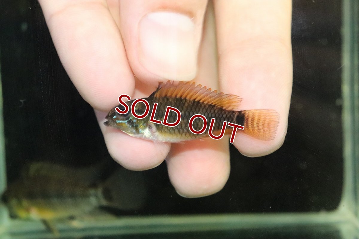 画像4: 【淡水魚】【通販】No1 アピストグラマ アクレンシス アクレ産 ワイルド【１ペア 個体販売】(アピストグラマ)(生体)(熱帯魚)NKAP (4)