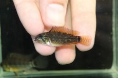 画像4: 【淡水魚】【通販】No1 アピストグラマ アクレンシス アクレ産 ワイルド【１ペア 個体販売】(アピストグラマ)(生体)(熱帯魚)NKAP (4)