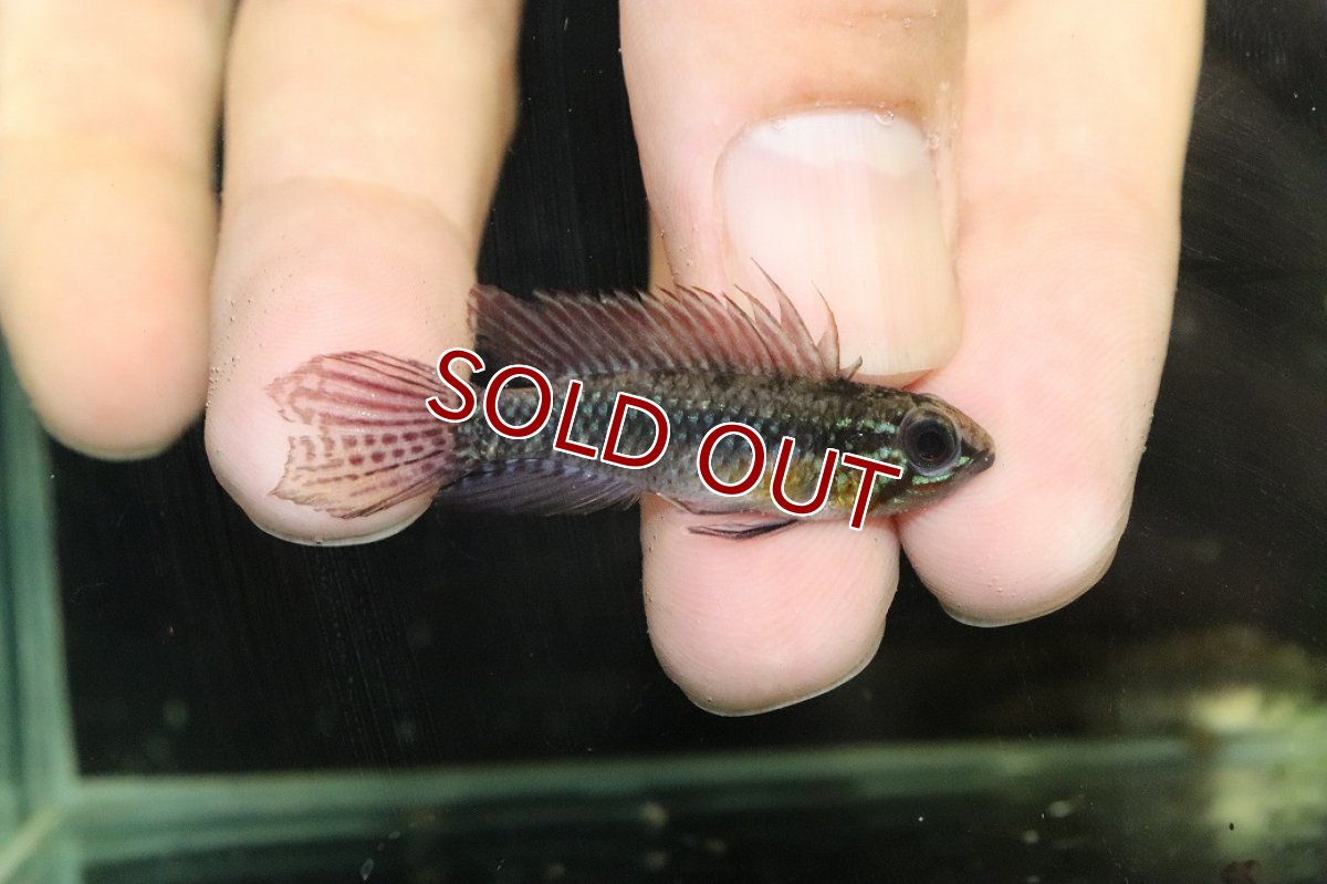 画像1: 【淡水魚】【通販】極上個体 No1 頬腹赤 アピストグラマ エリザベサエ リオウアウペス産 ワイルド【１ペア 個体販売】(生体)(熱帯魚)NKAP (1)
