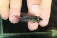 画像1: 【淡水魚】【通販】極上個体 No1 頬腹赤 アピストグラマ エリザベサエ リオウアウペス産 ワイルド【１ペア 個体販売】(生体)(熱帯魚)NKAP (1)