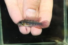 画像2: 【淡水魚】【通販】極上個体 No1 頬腹赤 アピストグラマ エリザベサエ リオウアウペス産 ワイルド【１ペア 個体販売】(生体)(熱帯魚)NKAP (2)