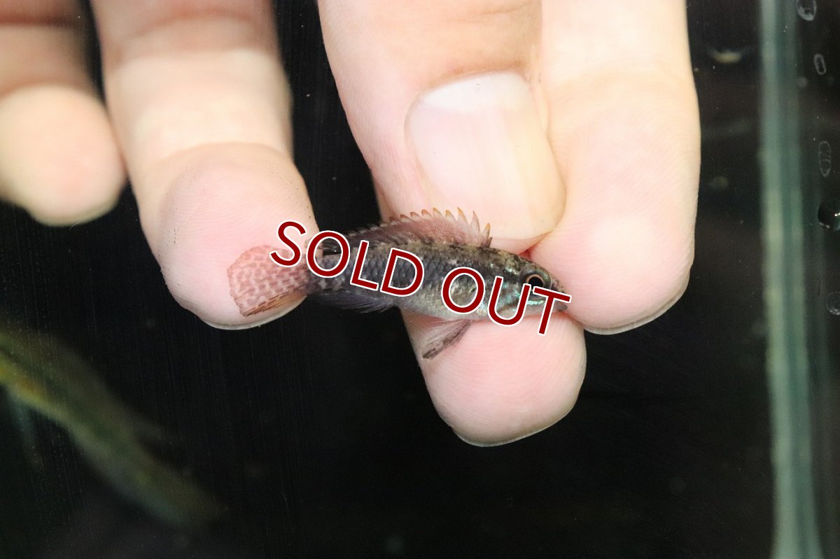 画像3: 【淡水魚】【通販】極上個体 No1 頬腹赤 アピストグラマ エリザベサエ リオウアウペス産 ワイルド【１ペア 個体販売】(生体)(熱帯魚)NKAP (3)