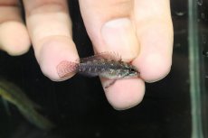 画像3: 【淡水魚】【通販】極上個体 No1 頬腹赤 アピストグラマ エリザベサエ リオウアウペス産 ワイルド【１ペア 個体販売】(生体)(熱帯魚)NKAP (3)