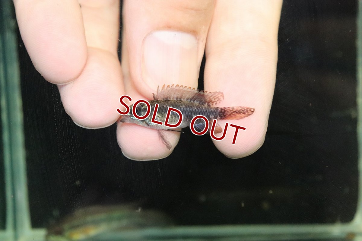 画像4: 【淡水魚】【通販】極上個体 No1 頬腹赤 アピストグラマ エリザベサエ リオウアウペス産 ワイルド【１ペア 個体販売】(生体)(熱帯魚)NKAP (4)