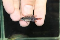 画像4: 【淡水魚】【通販】極上個体 No1 頬腹赤 アピストグラマ エリザベサエ リオウアウペス産 ワイルド【１ペア 個体販売】(生体)(熱帯魚)NKAP (4)