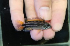 画像1: 【淡水魚】【通販】No1 ツインバー個体 アピストグラマ ビタエニアータ イエロー ペルー産 ワイルド【1ペア 個体販売】(生体)(熱帯魚)NKAP (1)