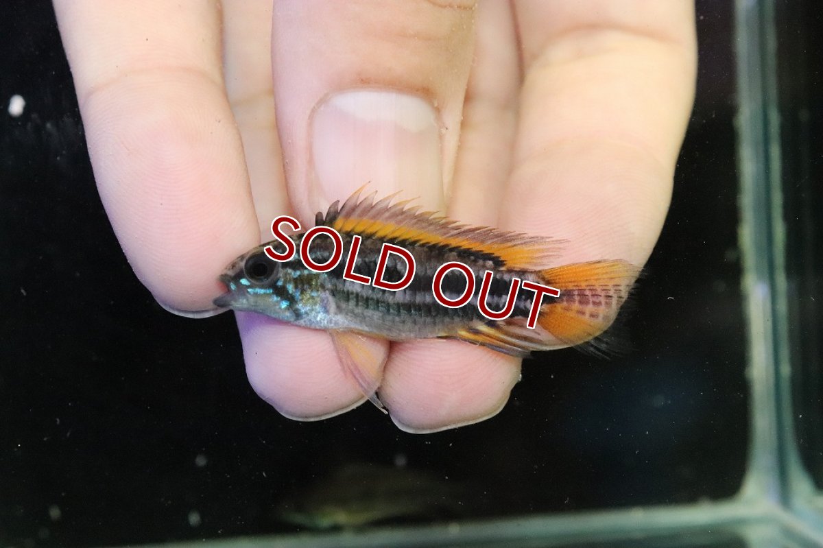 画像2: 【淡水魚】【通販】No1 ツインバー個体 アピストグラマ ビタエニアータ イエロー ペルー産 ワイルド【1ペア 個体販売】(生体)(熱帯魚)NKAP (2)