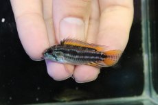 画像2: 【淡水魚】【通販】No1 ツインバー個体 アピストグラマ ビタエニアータ イエロー ペルー産 ワイルド【1ペア 個体販売】(生体)(熱帯魚)NKAP (2)