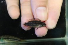 画像3: 【淡水魚】【通販】No1 ツインバー個体 アピストグラマ ビタエニアータ イエロー ペルー産 ワイルド【1ペア 個体販売】(生体)(熱帯魚)NKAP (3)