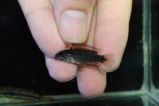画像4: 【淡水魚】【通販】No1 ツインバー個体 アピストグラマ ビタエニアータ イエロー ペルー産 ワイルド【1ペア 個体販売】(生体)(熱帯魚)NKAP (4)