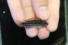 画像1: 【淡水魚】【通販】No2 アピストグラマ ビタエニアータ イエロー ペルー産 ワイルド【1ペア 個体販売】(生体)(熱帯魚)NKAP (1)