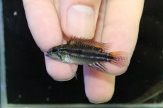 画像2: 【淡水魚】【通販】No2 アピストグラマ ビタエニアータ イエロー ペルー産 ワイルド【1ペア 個体販売】(生体)(熱帯魚)NKAP (2)